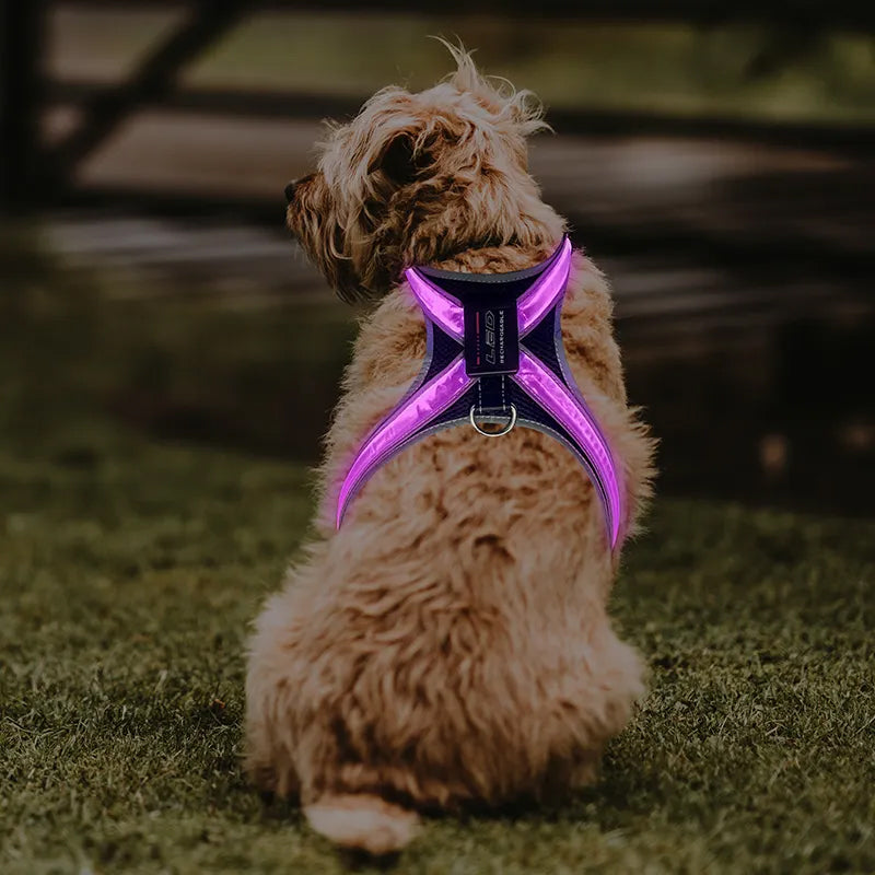 LED dog harness