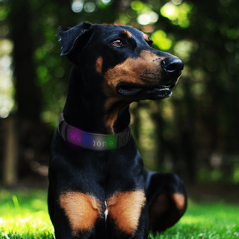LED Editable Text Collar
