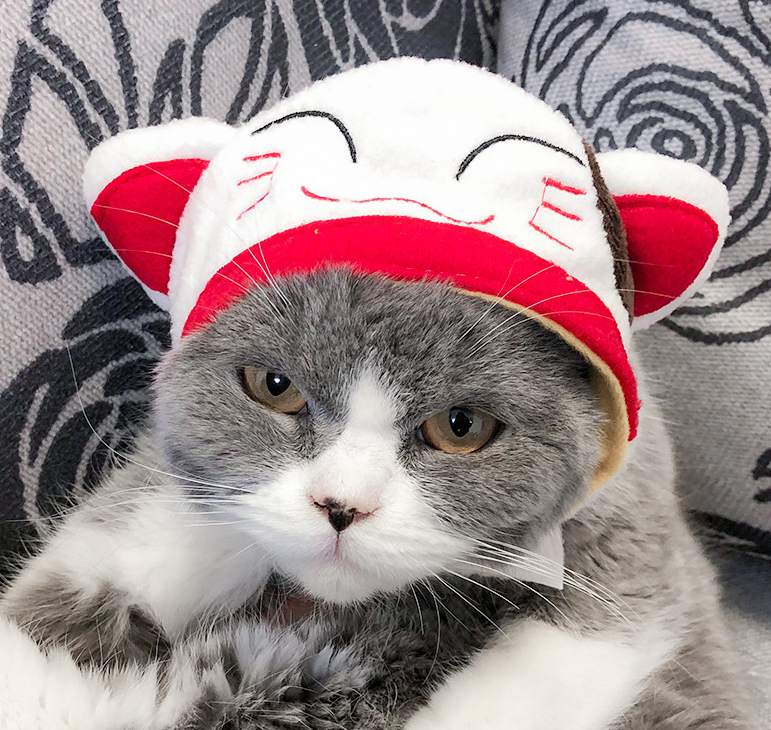 Cute Pet Hats