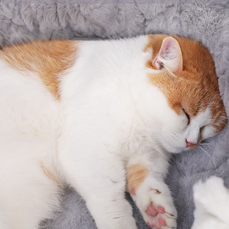 Pet Bed