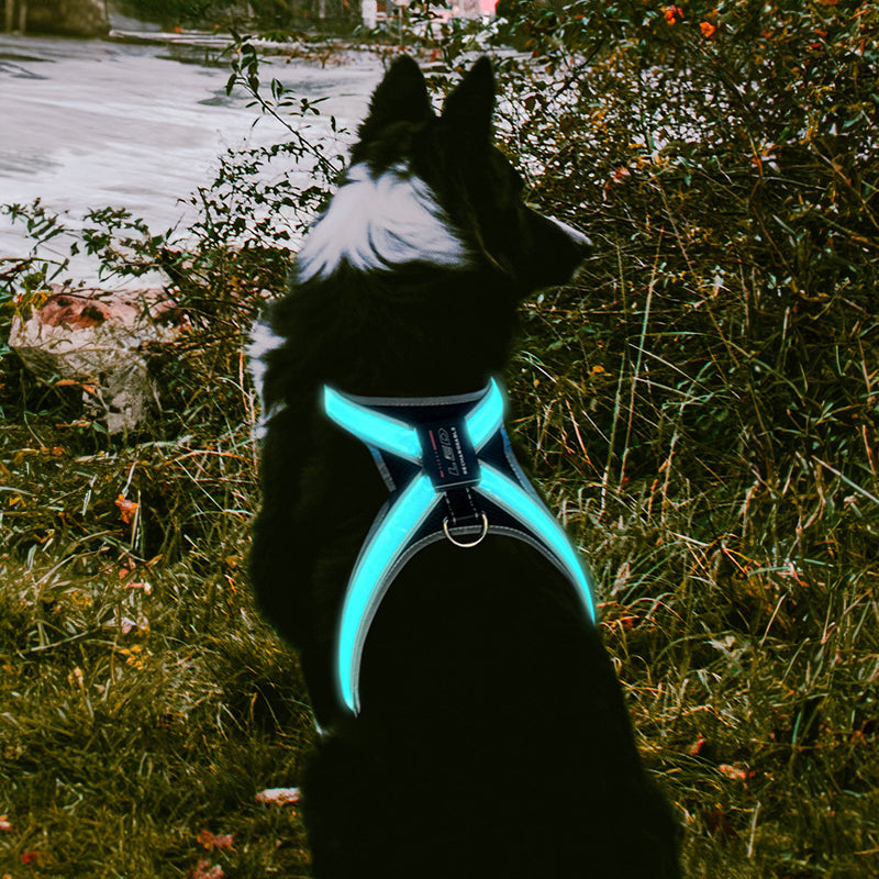 LED dog harness