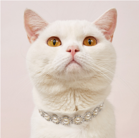 Pearl/Rhinestone Pet Necklace