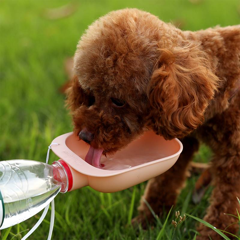 Screw On Water Bottle Bowl