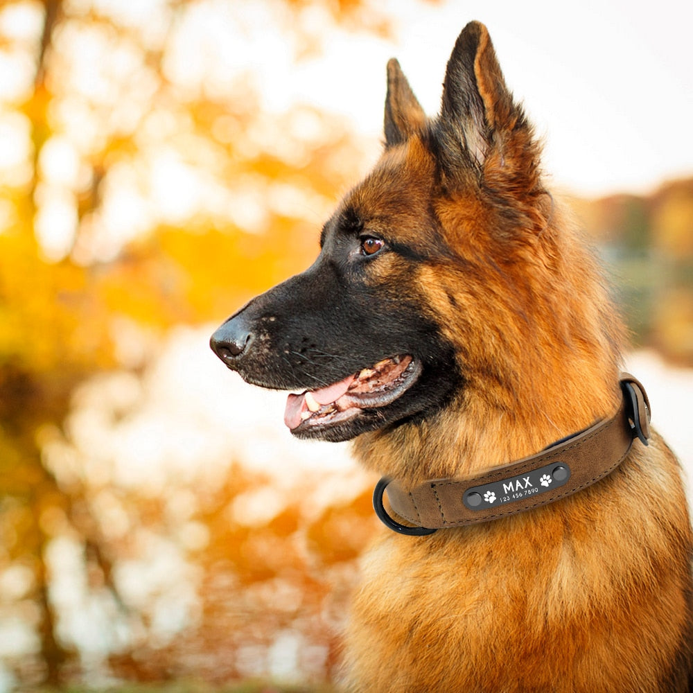 Personalized Leather Collar/Leash