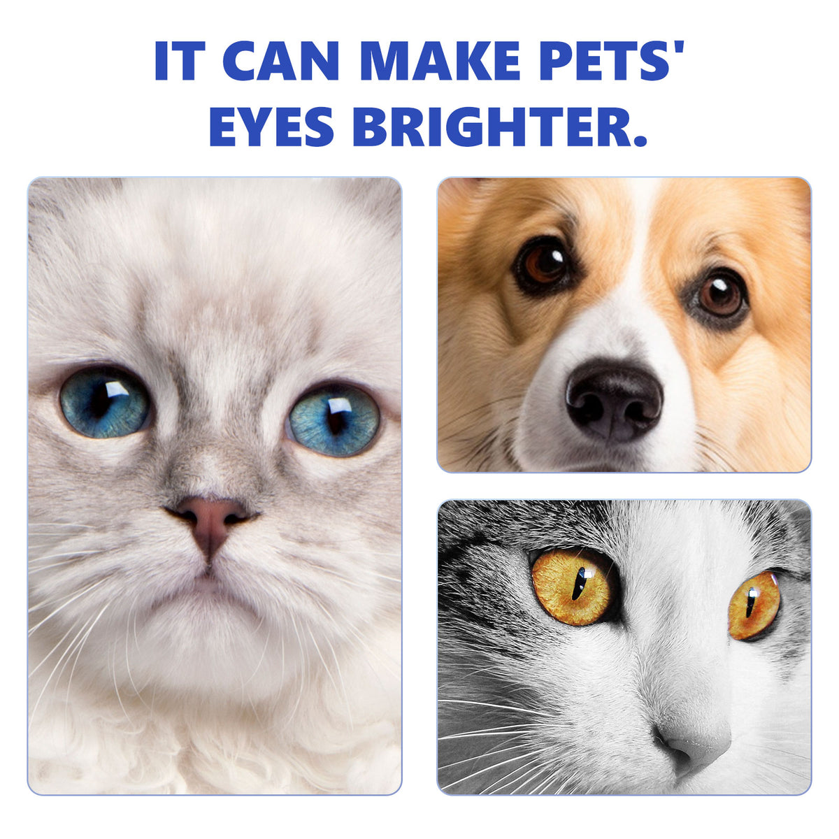 Pet Dry Eye Drops