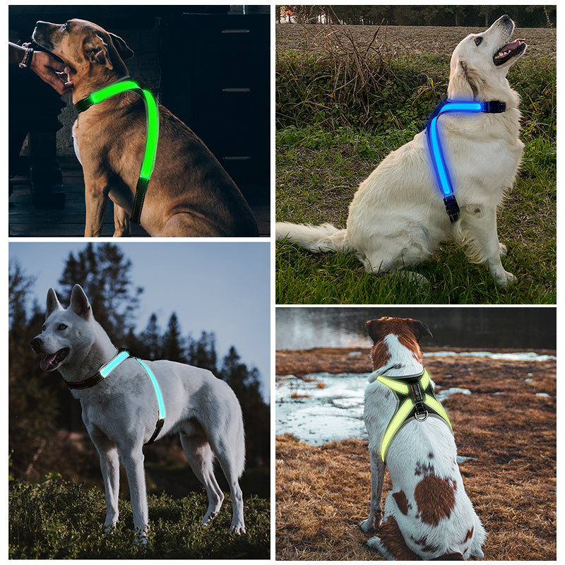 LED dog harness