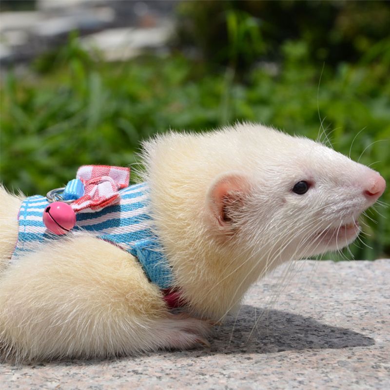 Small Animal Harness/Leash Set