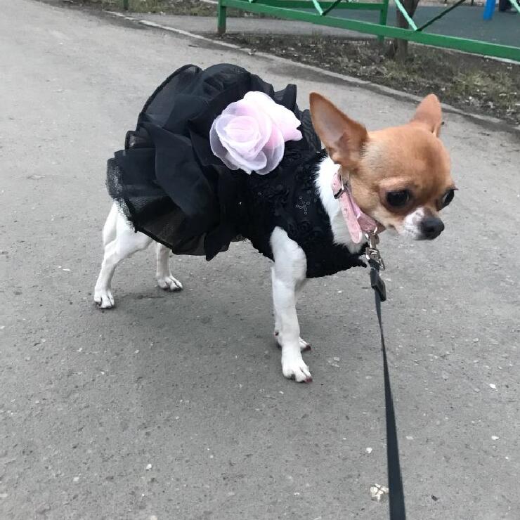 Fancy Dress