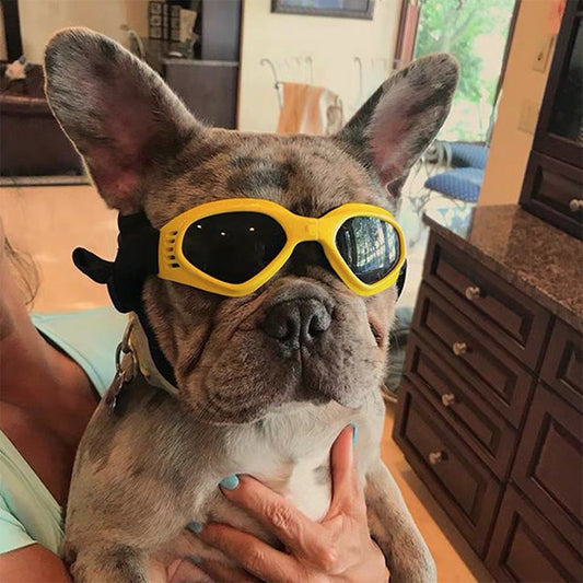 Pet Goggles