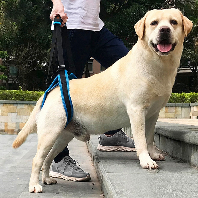 Back Leg Support Sling