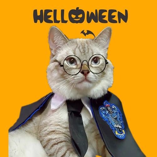 Wizard Halloween Costume