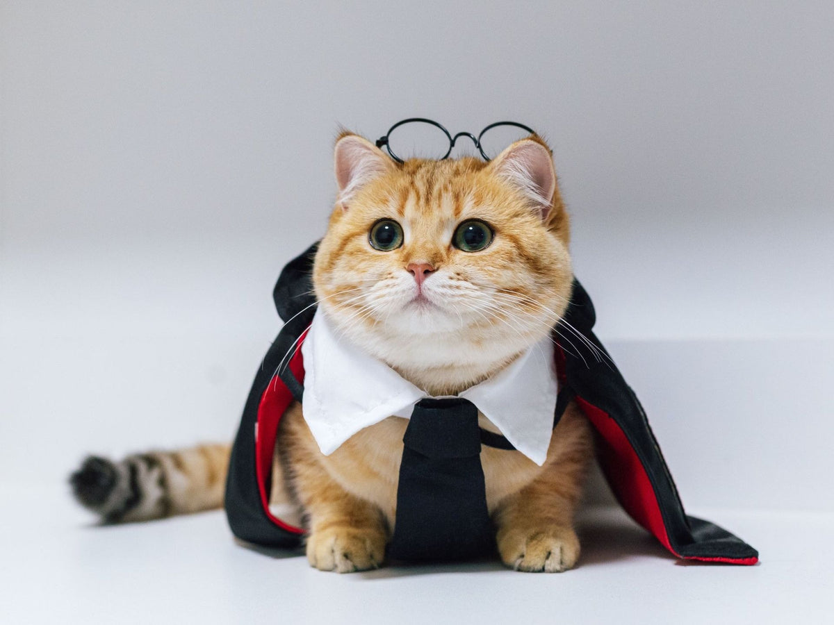 Wizard Halloween Costume