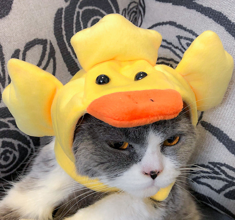 Cute Pet Hats