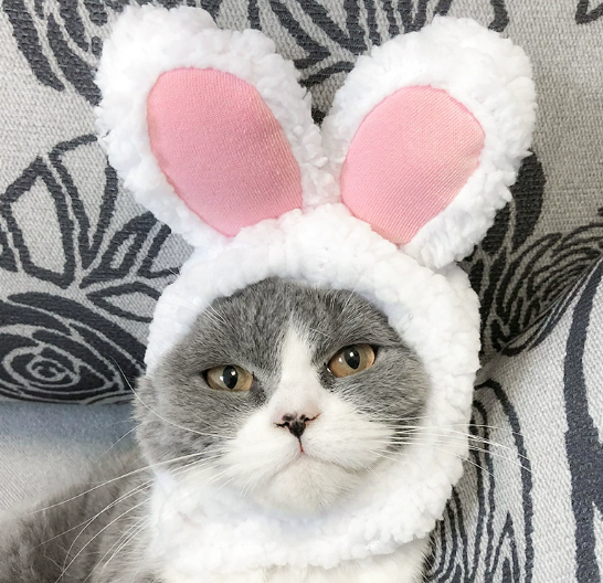 Cute Pet Hats