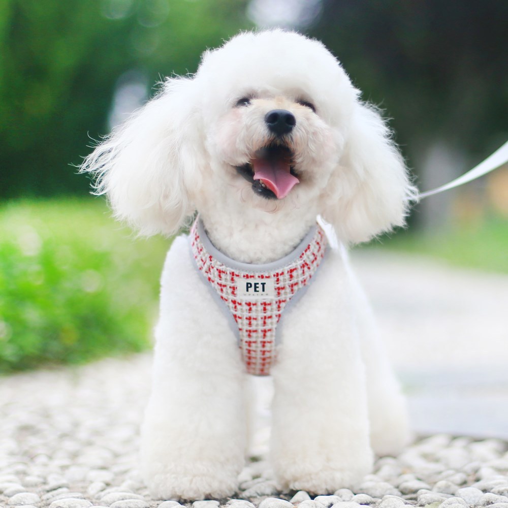 Harness