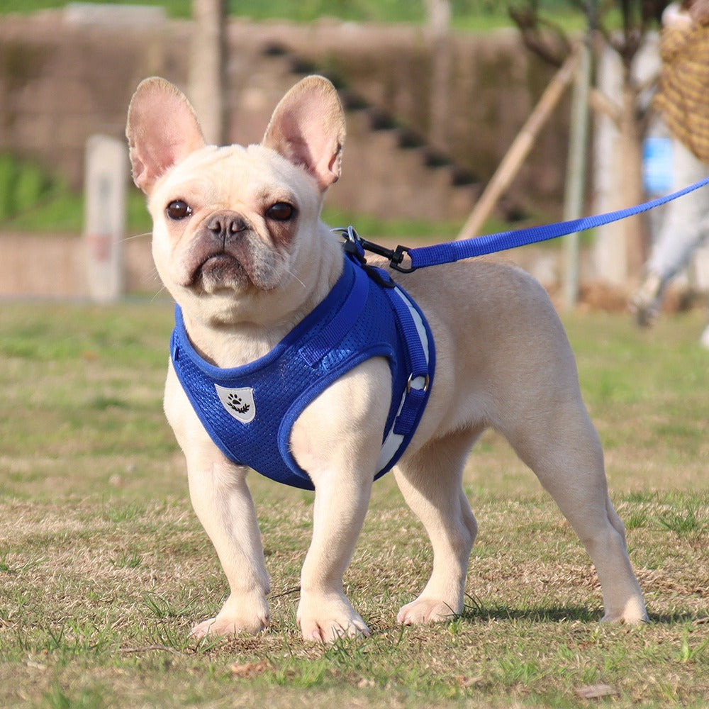 Harness/Leash Set