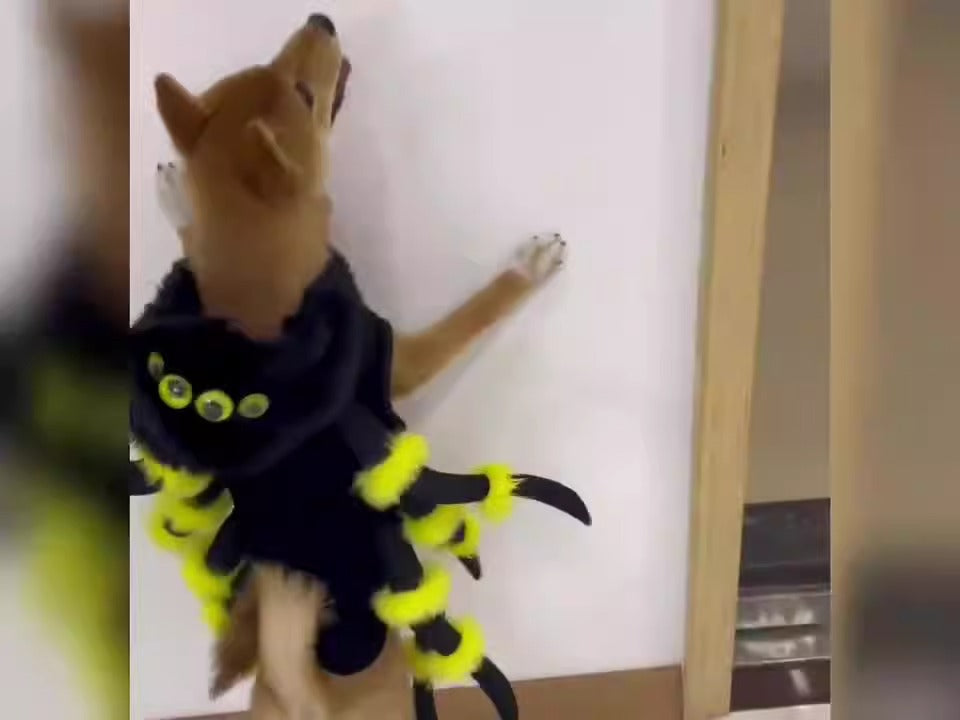 Halloween spider costume