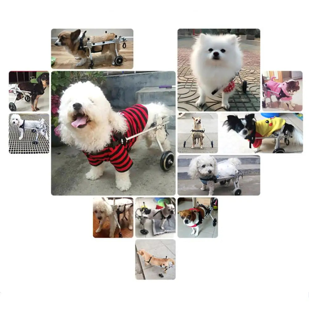 Pet Wheelchair 2 Wheel