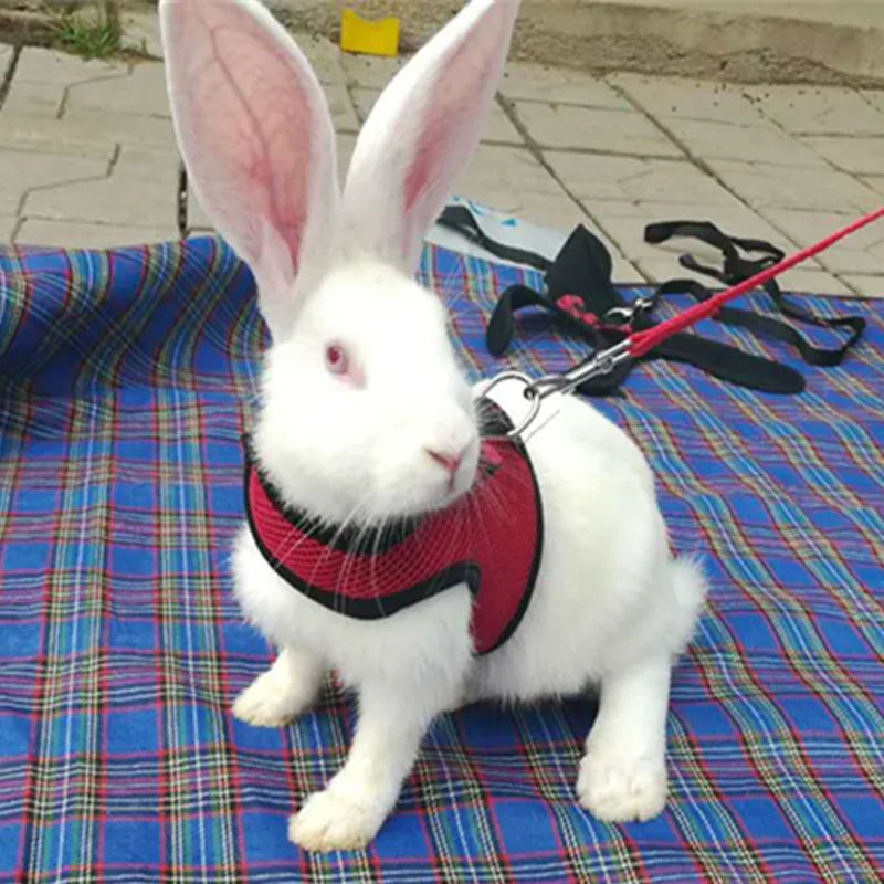Rabbit/Small Animal Harness